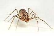 getijgerde lijmspuiter (scytodes thoracica) 5-2012 8259